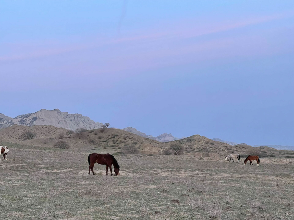 Grasende Pferde in der weiten, sandfarbenen Landschaft Georgiens bei Sonnenuntergang unter rosa schimmerndem Himmel.