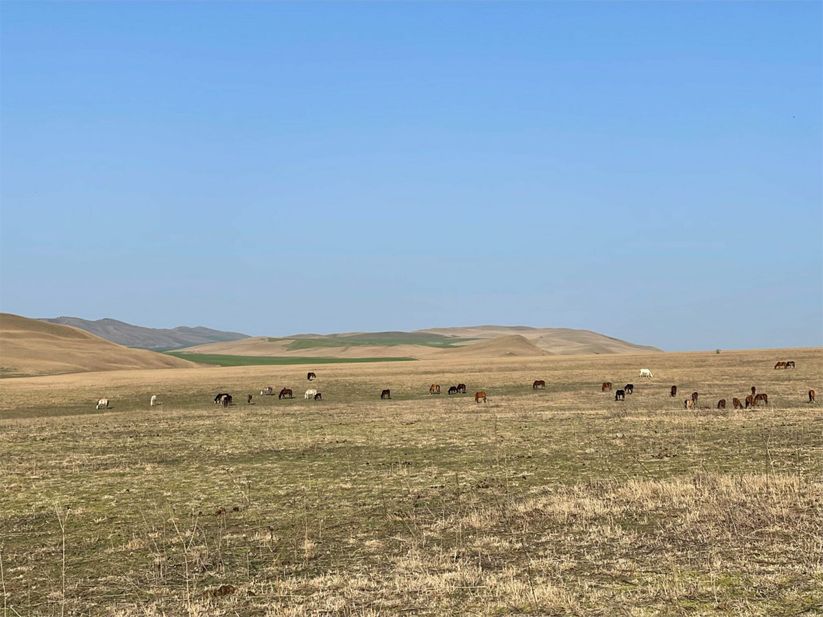 Steppe Georgiens mit grasenden Pferden, unendliche Weite, Hügelketten am fernen Horizont.