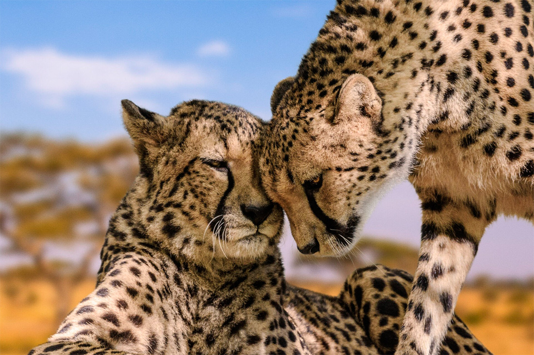 Two cheetahs play together, head to head, in their natural environment—attentive, lively, connected.