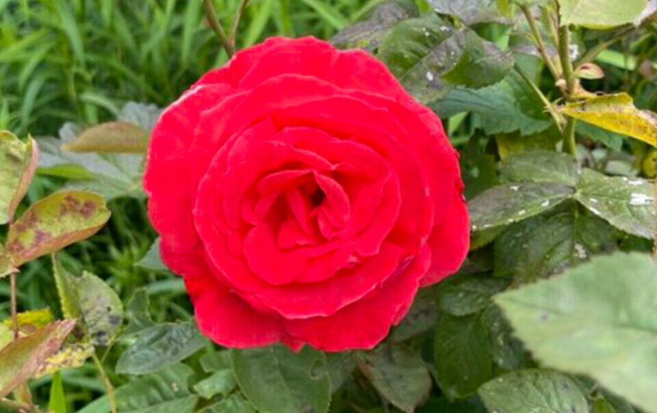 Rote Rosenblüte geöffnet, vor grünen Blättern – meditativ, traumasensibles Yoga, Schweigeretreat, Deep Rest Meditation.