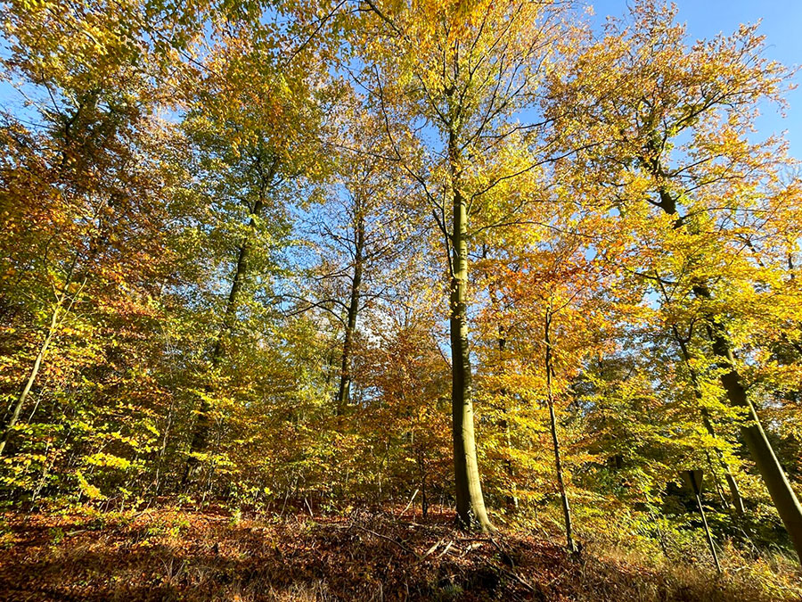 Autumn forest with golden leaves – invites you to mindfulness, stillness, and meditative connection in nature.