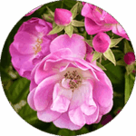 Rosa Heckenrosenblüten – meditativ, achtsam, natürlich, symbolisch für Ruhe und Entspannung.