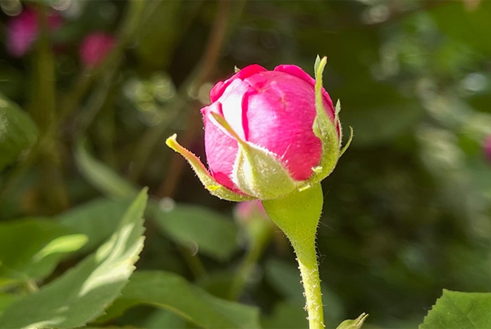Pinkfarbene Rosenknospe vor grünen Blättern, Symbol für Achtsamkeit und meditative Naturverbundenheit.