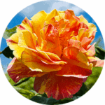 Orange-gelbe, geöffnete Rosenblüte vor blauem Himmel.