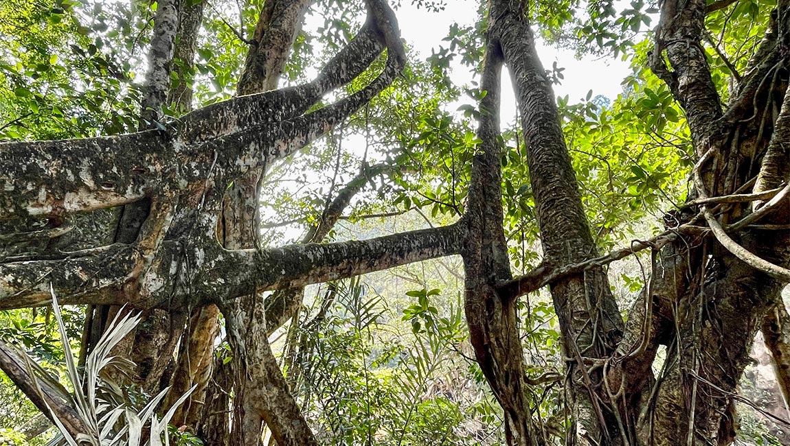 Ineinander rakende Lichtwurzeln, umgeben von grünem Dschungel