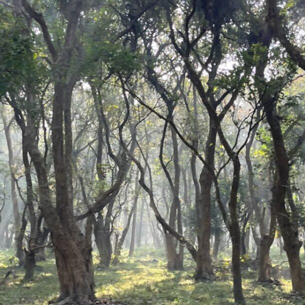 Ein stimmungsvolles Waldbild mit schönem Lichteinfall