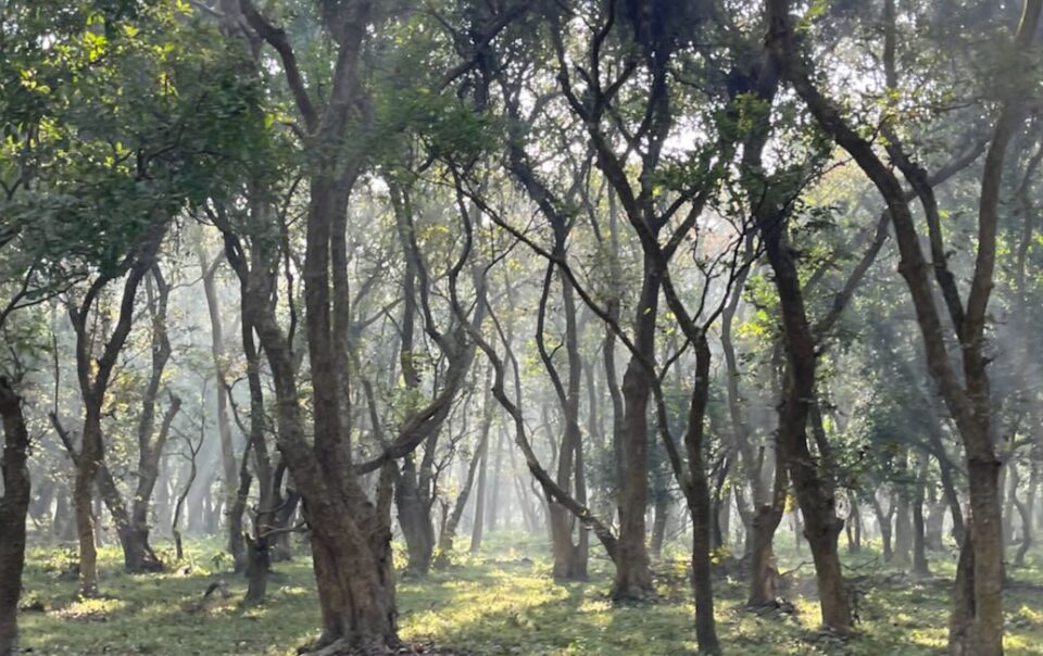 Ein stimmungsvolles Waldbild mit schönem Lichteinfall