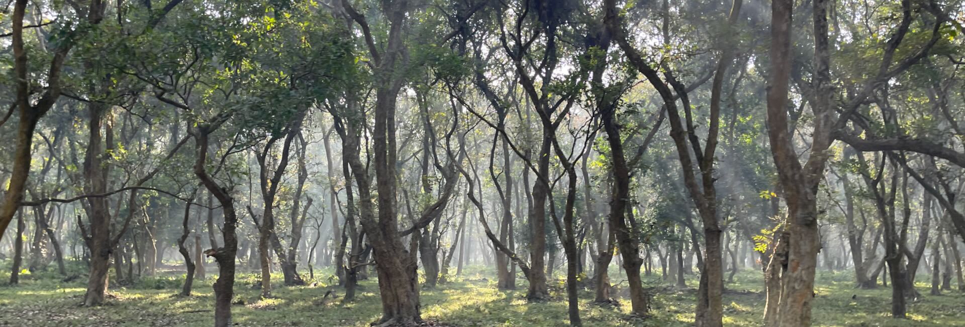 Ein stimmungsvolles Waldbild mit schönem Lichteinfall