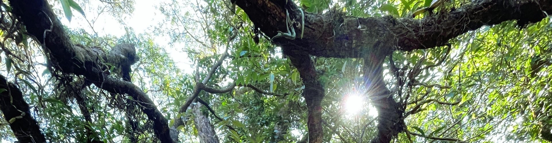 Blick in eine Baumkrone mit starken Ästen und vielen grünen Blättern